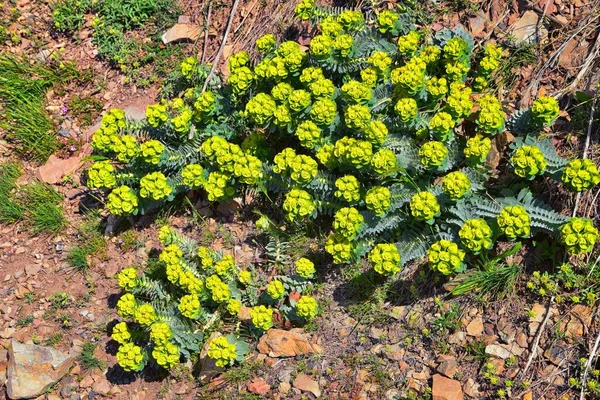 Myrtle Spurge Vertical Gopher Spurge Spurge Azul Glaucous Spurge Folhas — Fotografia de Stock