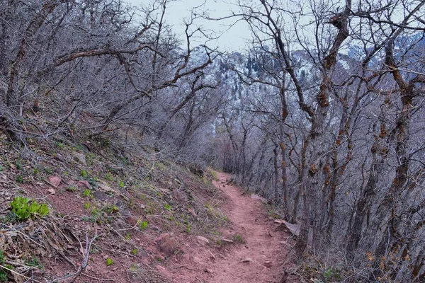 在犹他州盐湖城的瓦萨奇前落基山脉 格兰德峰远足小径环路环路环路环路环路环路环路 俯瞰响尾蛇湾小径 — 图库照片