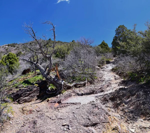 Гора Olympus Peak Hiking View Spring Bonneville Shoreline Wasatch Front — стокове фото