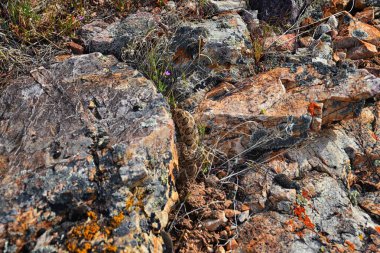Crotalus lutosus 'un büyük havza çıngıraklı yılan alt türü. Güneşin altında kamufle olmuş Deer Creek Rezervuar yürüyüş parkurunda kayaların üzerinde ısınan Wasatch Rocky Dağları, Utah, ABD. ABD.