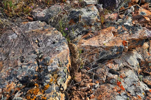 Crotalus lutosus 'un büyük havza çıngıraklı yılan alt türü. Güneşin altında kamufle olmuş Deer Creek Rezervuar yürüyüş parkurunda kayaların üzerinde ısınan Wasatch Rocky Dağları, Utah, ABD. ABD.