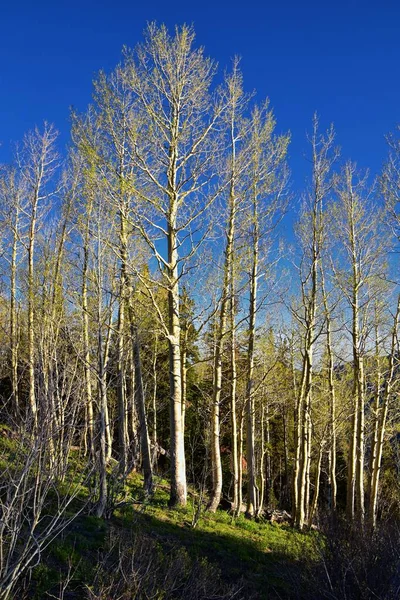 Lowe Peak Utsikt Över Oquirrh Sträcker Sig Mot Salt Lake — Stockfoto