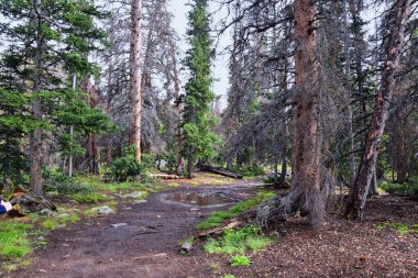 Yazın Uintah Rocky Dağları 'ndaki Kings Peak' e doğru Henry 's Fork yürüyüş yolu manzarası Ashley Ulusal Ormanı, Uintas Vahşi Doğası, Utah. Birleşik Devletler. ABD