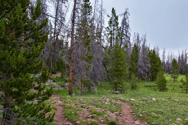 Blick Auf Den Henrys Fork Wanderweg Zum Kings Peak Den — Stockfoto