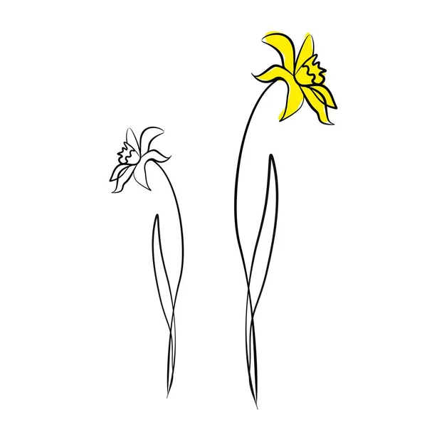 Narciso Dibujado Con Una Línea Flor Dibujada Con Una Línea — Archivo Imágenes Vectoriales
