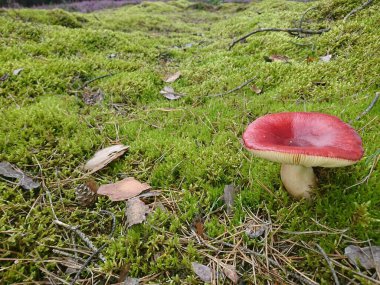 Orta Avrupa 'da yenilebilir ve zehirli mantarlar bulundu 