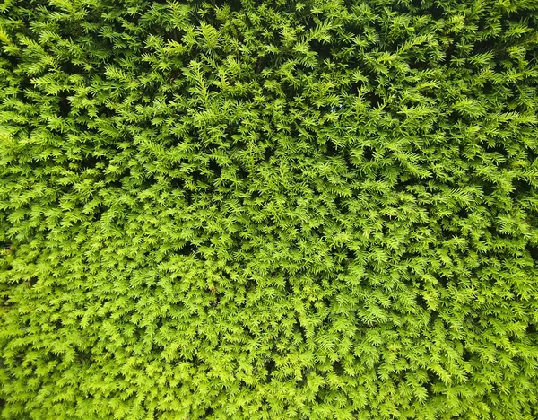 Hermoso Ecológico Fondo Verde Con Plantas Grande Como Fondo Pantalla — Foto de Stock