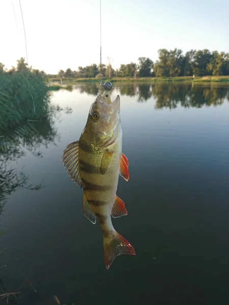 Freshwater Fish Central Europe Perch Pike Carp Bream Roach — Stock Photo, Image