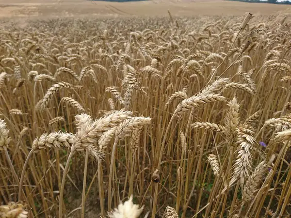 Ripe Wheat Beautiful Rural Field — Stock Photo, Image