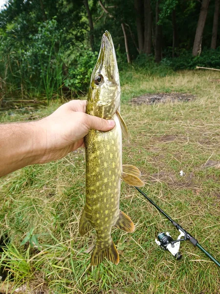 Freshwater Fish Central Europe Perch Pike Carp Bream Roach — Stock Photo, Image