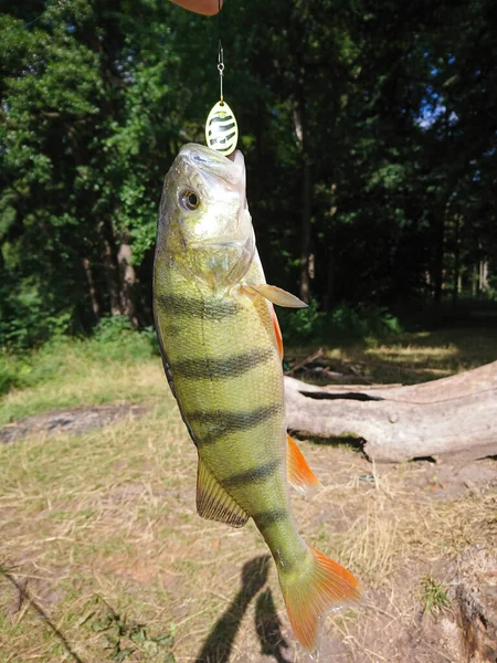 Freshwater Fish Central Europe Perch Pike Carp Bream Roach — Stock Photo, Image