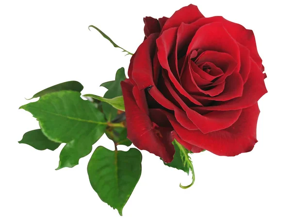 美丽的红玫瑰花 — 图库照片#