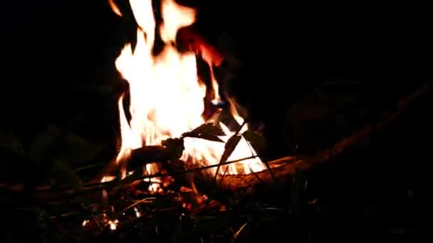 Płonący Ognisko Ciemnym Lesie Opieki Nad Kiełbasą — Wideo stockowe