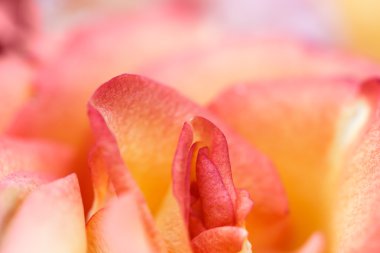 doku makro turuncu-kırmızı çiçek gül