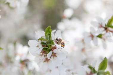 Bal arısı kiraz çiçeğinden polen topluyor.