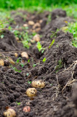 Taze patates yere bahçesinde kazdık