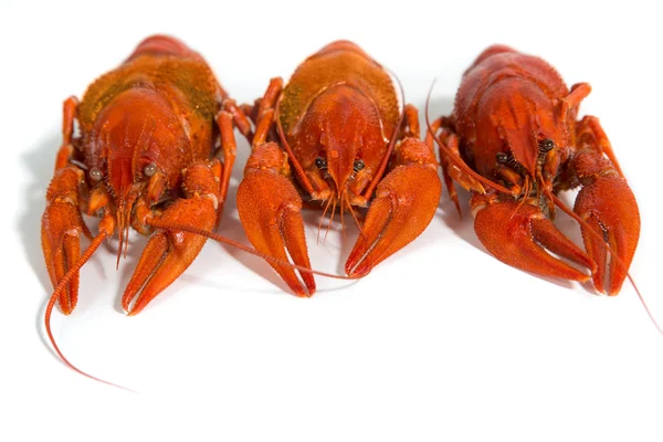 Three Boiled crayfish on isolate white background — Stock Photo, Image