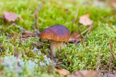 cep yosun mantar. sonbahar orman