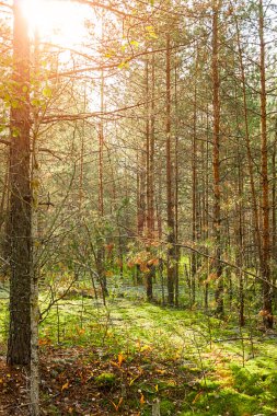 Ray güneş ışığı ağaçların dalları ile düşüyor