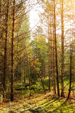 Ray güneş ışığı ağaçların dalları ile düşüyor