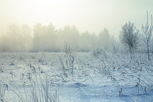 Gradient colorize snowy landscape with snow fog, foggy forest, f — Stock Photo, Image