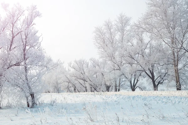 Paesaggio invernale serale con alberi innevati — Foto Stock