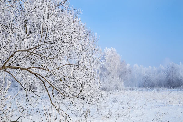 Paesaggio invernale serale con alberi innevati — Foto Stock