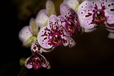 Koyu arkaplanda çiçek açan orkide