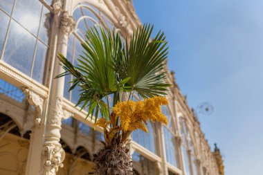 Ana sütundaki çiçek açan palmiye ağacı - spa kasabasının merkezi Marianske Lazne (Marienbad) - Çek Cumhuriyeti
