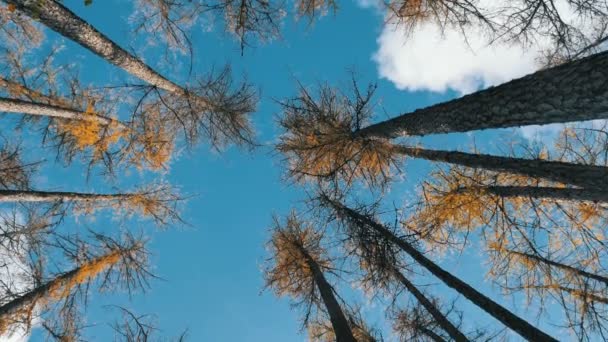 Kamera se otáčí mezi vysokými starými stromy pod modrým nebem spodní pohled — Stock video