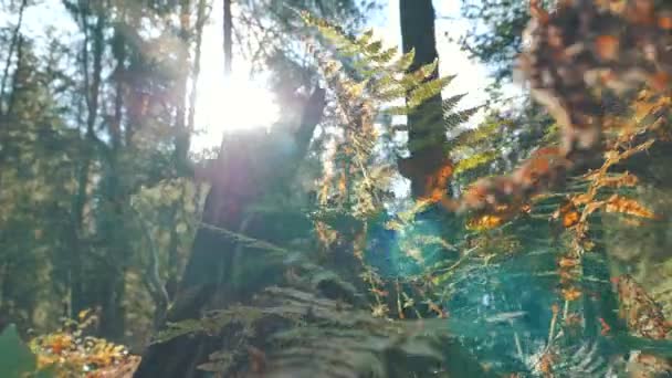오래 된 숲에서 갈색 과 오렌지색 잎이 달린 부화장 과 양치류 — 비디오