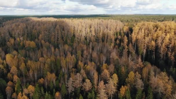 Удивительные леса с лиственницей и хвойных деревьев в осенний день — стоковое видео