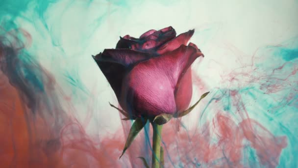 Paint injecting from syringes and spreading over red rose — Stock Video