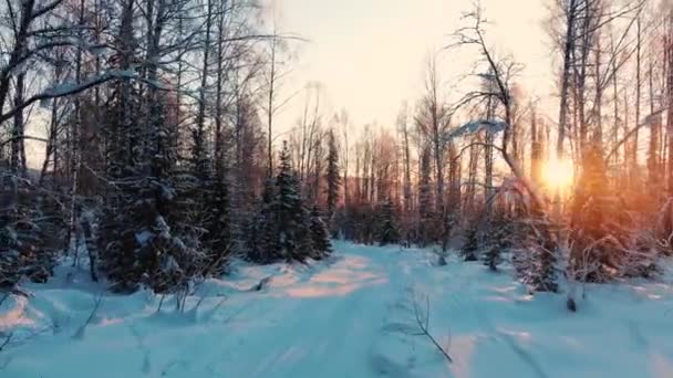 Impresionante vuelo de drones a través del bosque cubierto de nieve entre los árboles al amanecer bajo el sol — Vídeos de Stock
