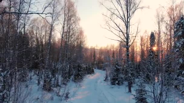 Cinemagraphic μια ομαλή πτήση το πρωί του χειμώνα παγωμένο δάσος κατά μήκος του μονοπατιού την αυγή. — Αρχείο Βίντεο