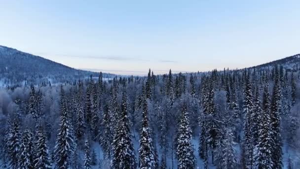 Repülni egy drónnal egy téli erdő felett a hegyekben hajnalban. A magas fenyőfák tetejét hó borítja és fenségesen emelkedik.. — Stock videók