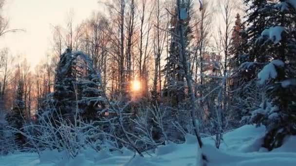 カメラを雪に覆われた森の中を進むと、陽の光が差し込む前の木の枝が凍る朝、木の枝を突き抜ける。. — ストック動画