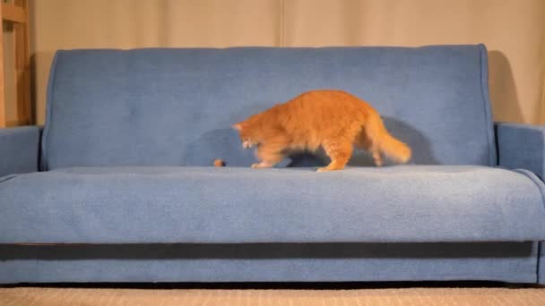 Rojo divertido gato juega con un juguete en el sofá azul en casa. — Vídeo de stock