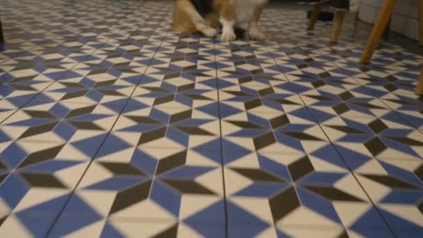 科吉狗坐在咖啡店的瓷砖地板上，愤怒的狗对着摄像机吠叫 — 图库视频影像