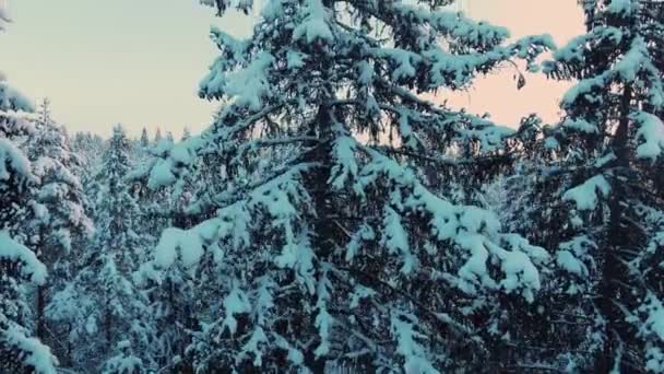 Picturesque tua bersalju pohon konifer dan strip — Stok Video