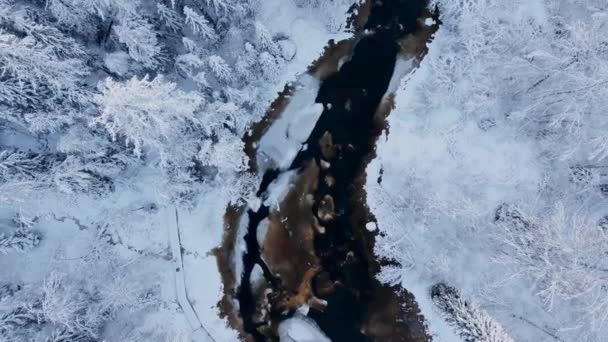 Wąska rzeka z lodem biegnie przez wspaniały zimowy las — Wideo stockowe