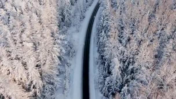 Prázdná dálnice přes zasněžený zimní les se starými jedlemi — Stock video