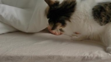 Yumuşak kedi, büyük yatakta ayak parmaklarını oynatan insanlarla oynar.