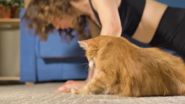 Une blogueuse tourne une vidéo faisant des exercices de yoga avec des chats — Video