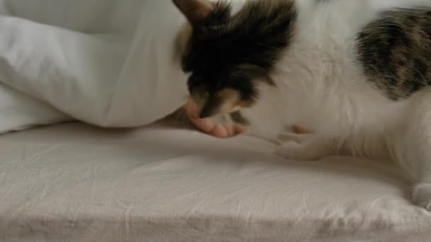 Fluffy cat plays with person wriggling toes in large bed — Stock Video