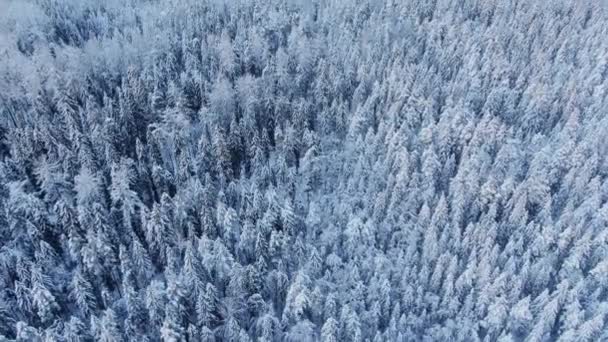 Meravigliosa foresta con alberi secolari coperti di neve in inverno — Video Stock