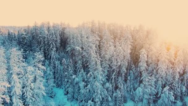 Csodálatos téli erdő és jeges folyó napnyugtakor — Stock videók
