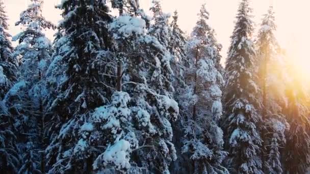 Drzewa iglaste ze śniegiem rosną zimą w dużym lesie — Wideo stockowe