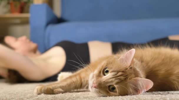 Mujer hace curl ups cerca lindo rojo gato estiramiento en piso — Vídeos de Stock