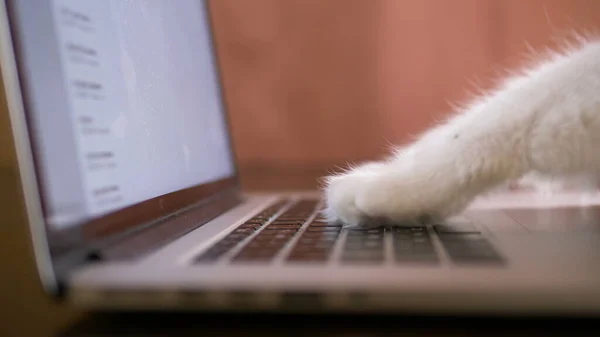 Pembe pedli kedi patileri dizüstü bilgisayarın yan görünümünde internette sörf yapıyor.